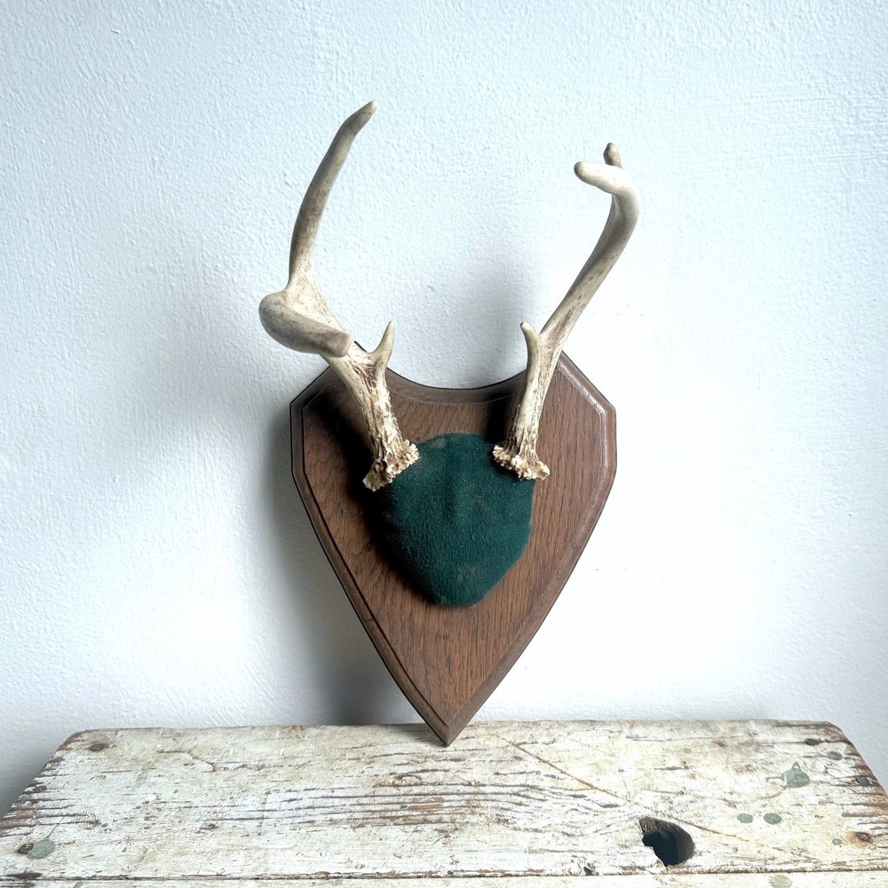 5 Point Whitetail Deer Antler Rack Handcrafted Green Felt Wood Plaque Michigan‎